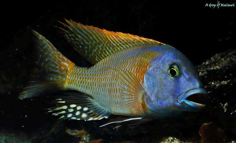 Buccochromis rhoadesii